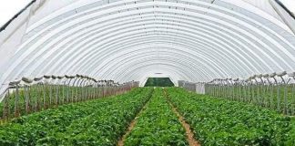 Programele de susținere a producției de legume în spații protejate din acest an