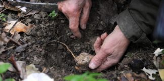 Mina de bani de la Gura Caliței: pădurea cu trufe negre și albe