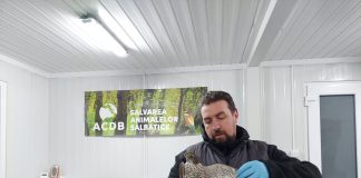 Un uliu păsărar a ajuns în grija Centrului pentru Reabilitarea Faunei Sălbatice