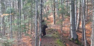 VIDEO Un urs relaxat în Munții Vrancei