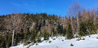 Cod galben de viscol în zonele montane înalte