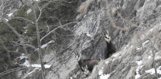 VIDEO-FOTO Capra neagră, o splendoare în Munții Vrancei