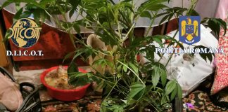 Recoltă de cannabis la domiciliile unor adjudeni