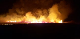 VIDEO Incendiu de vegetație în Lunca Siretului/ Fauna din aria protejată este în pericol