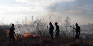 VIDEO Un incendiu de vegetație a afectat terenul pentru grădina ecologică a ACDB și ecosistemele Rezervației Pădurea Neagră