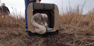 VIDEO O lebădă îngrijită la Centrul pentru Reabilitarea Faunei Sălbatice s-a întors în mediul său natural
