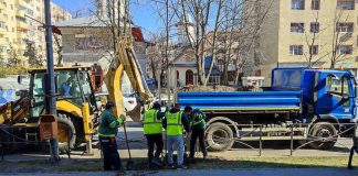 Primăria Focșani plantează platani pe Bulevardul Unirii