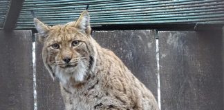 Un exemplar de râs, în grija Centrului pentru Reabilitarea Faunei Sălbatice/ Animalul va fi relocat în Munții Dinari