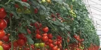 Direcția Agricolă Vrancea așteaptă cereri din partea legumicultorilor pentru a beneficia de ajutorul de minimis