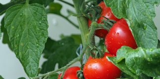 Oficial: Guvernul a prelungit perioada de valorificare a producției din Programul ”Tomata” și termenul de depunere a documentelor