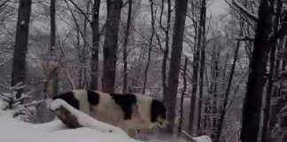 VIDEO Poveste de dragoste în Munții Vrancei, între o femelă lup și un ciobănesc mioritic