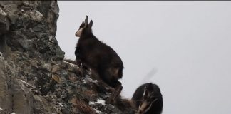 VIDEO Caprele negre, pe crestele Munților Vrancei