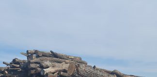 Garda Forestieră Focșani a dat pe mâna procurorilor tăietorii ilegali de lemne