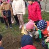 gradinita 13 plantare 3