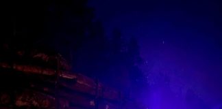 Noi controale ale polițiștilor în sectorul silvic: amenzi de 60.000 lei, lemne confiscate de 190.000 lei