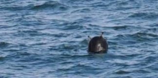 Mină de război, descoperită în Marea Neagră, destul de aproape de Capu Midia