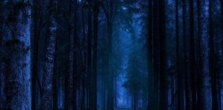 Nu se mai emit avize de transport de lemne de la locul recoltării pe timpul nopții