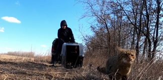 Pisică sălbatică, salvată după ce suferise leziuni neurologice, eliberată în mediul natural