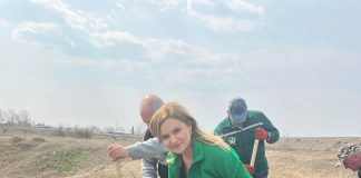 Administrația comunei Suraia va planta peste 2.000 de plopi în Lunca Siretului