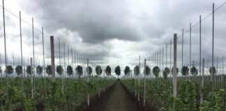 Vasluieni cercetați pentru furtul a 8.000 de tutori metalici de la un viticultor din Țifești