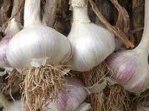 Direcția Agricolă așteaptă cultivatorii de usturoi să depună cereri pentru ajutorul de minimis