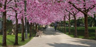 FOTO Grădina Publică va avea o alee cu cireși japonezi