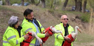 FOTO Opt berze îngrijite la Centrul ACDB de la Petrești, eliberate în habitatele naturale de Ziua Pământului