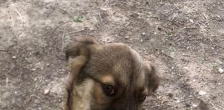 S-a pierdut un câine în centrul Focșaniului (zona Plevnei)