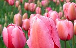 VIDEO O femeie surprinsă la furat de lalele, în centrul Focșaniului. Era însoțită de copii