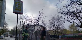 FOTO Grădina Publică din Focșani, mai bogată cu 30 de cireși japonezi