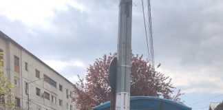 Lalelele furate din spațiile verzi ale Focșaniului, găsite la vânzare în Piața Moldovei