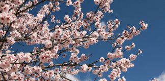 Meteo: cald până spre sfârșitul lunii mai, cu o ”pauză” mai rece de scurtă durată