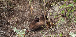 Urs găsit într-un laț, la Vrâncioaia