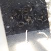 boboci rata pompieri