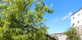 ULTIMA ORĂ Copac doborât de vânt, peste un loc de joacă