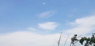 Controverse legate de tăierea arborilor de pe marginea drumului județean Focșani – Suraia