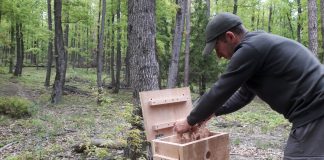 FOTO Cutii de lemn cu material vegetal pentru conservarea insectelor saproxilice din Munții Vrancei