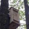 cutii insecte 3