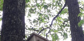 Concurs pentru copiii din 6 comune vrâncene: ”Gândacii și copacii”