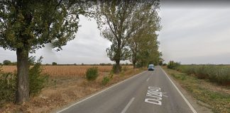 Consiliul Județean explică de ce taie arborii de pe marginea drumului spre Suraia