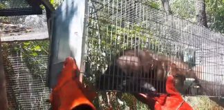 VIDEO Trei jderi îngrijiți la Centrul ACDB se vor reintegra, treptat, în mediul lor natural