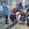 politie animale