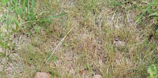 Obiecte de muniție descoperite la Suraia și Mărășești