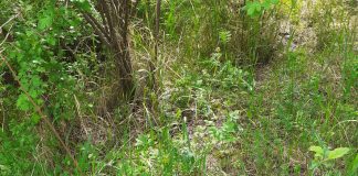 Proiectil exploziv găsit la Tâmboiești