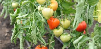 Ministerul Agriculturii ar putea prelungi perioada de valorificare a producției din Programul ”Tomata”