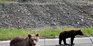 Ce sfaturi vă dau jandarmii dacă vă întâlniți cu ursul pe traseele montane