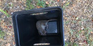 Focșăneancă mușcată de un șobolan în scara blocului unde locuiește