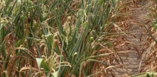 Fermierii care au avut suprafețele agricole calamitate sunt așteptați la Direcția Agricolă