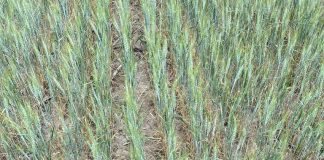 Fermierii din Moldova cer reluarea imediată a lucrărilor la Canalul Siret-Bărăgan