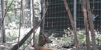 Căprior, redat naturii după ce a fost îngrijit la Centrul de Reabilitare a Faunei Sălbatice
